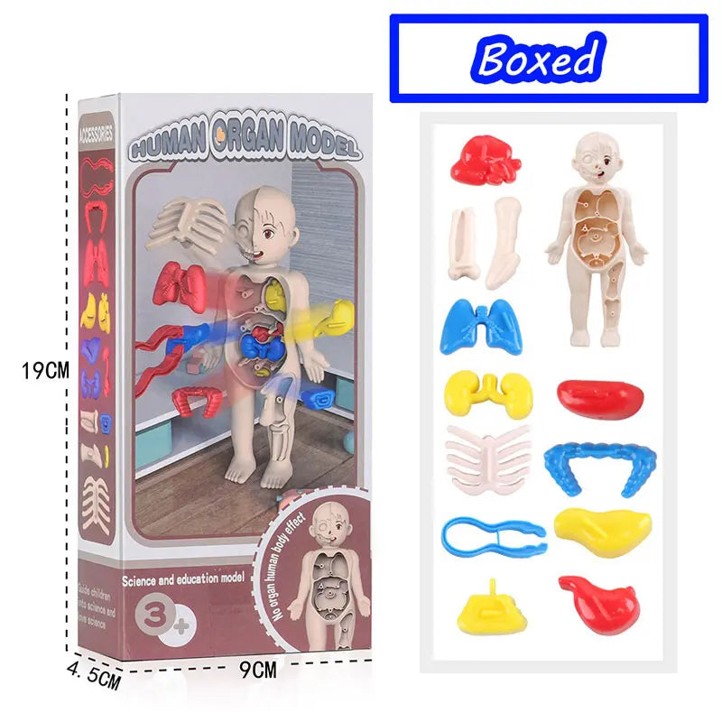 Human Body Organ Model Kit – STEM Learning Toy for Children