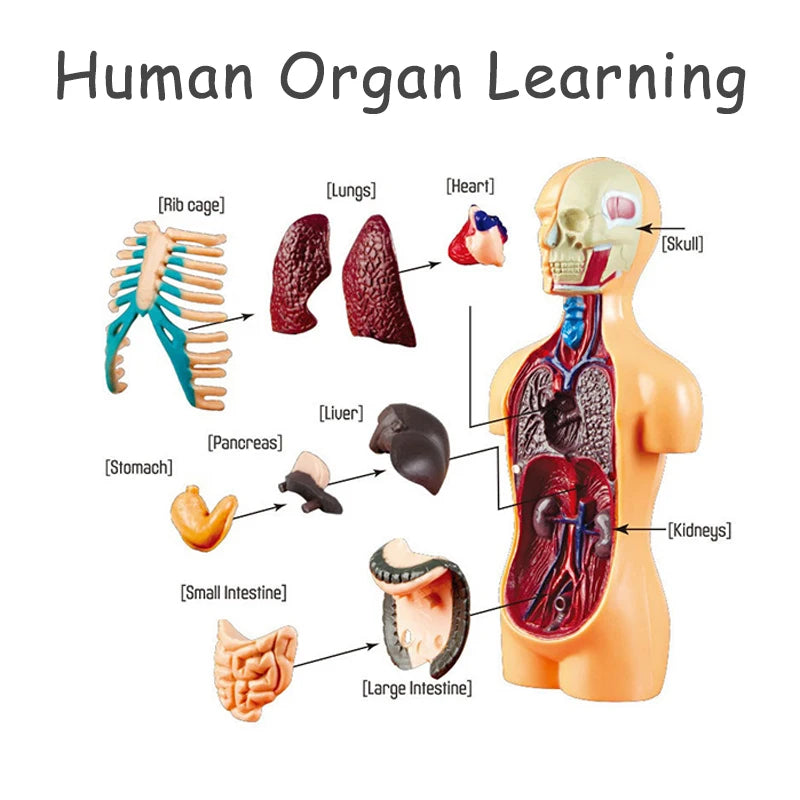 Human Body Organ Model Kit – STEM Learning Toy for Children