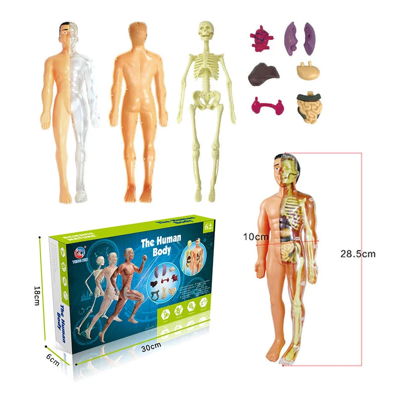 Human Body Organ Model Kit – STEM Learning Toy for Children