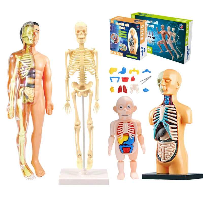 Human Body Organ Model Kit – STEM Learning Toy for Children