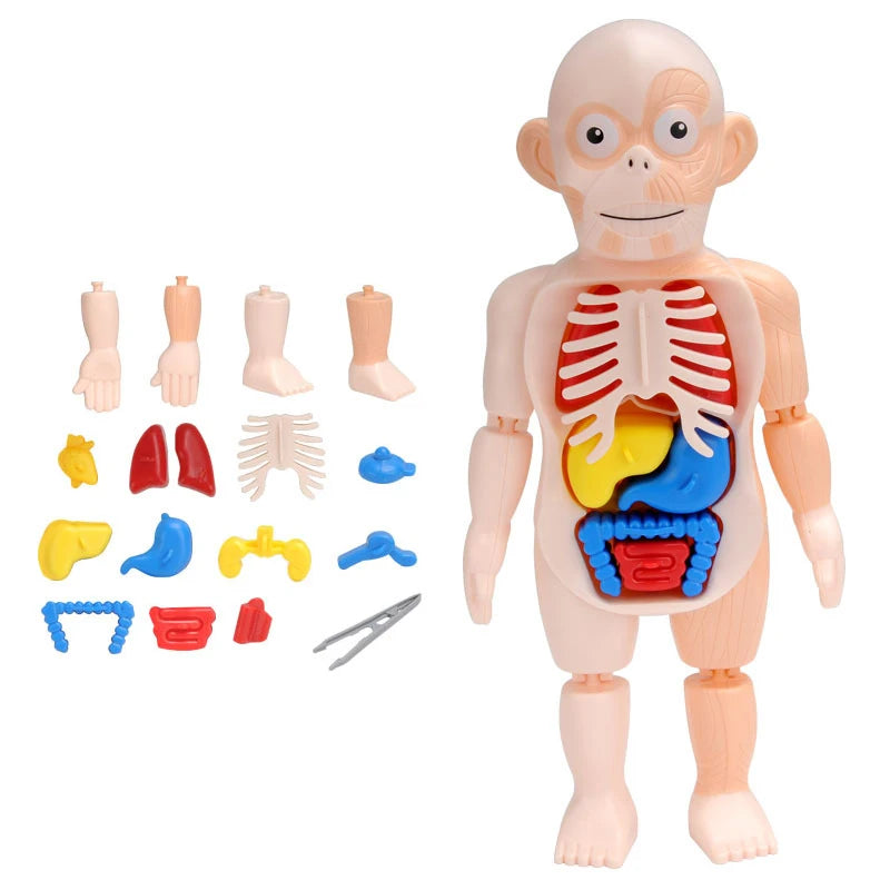 Human Body Organ Model Kit – STEM Learning Toy for Children