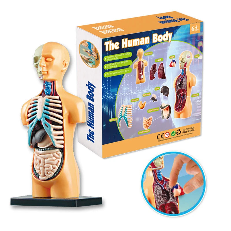 Human Body Organ Model Kit – STEM Learning Toy for Children
