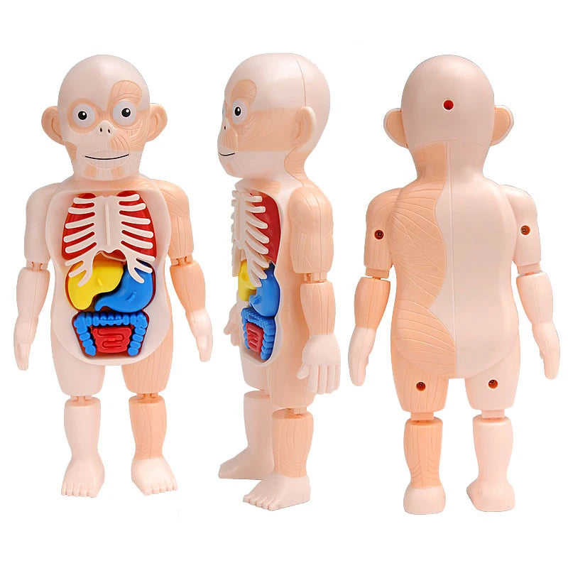 Human Body Organ Model Kit – STEM Learning Toy for Children