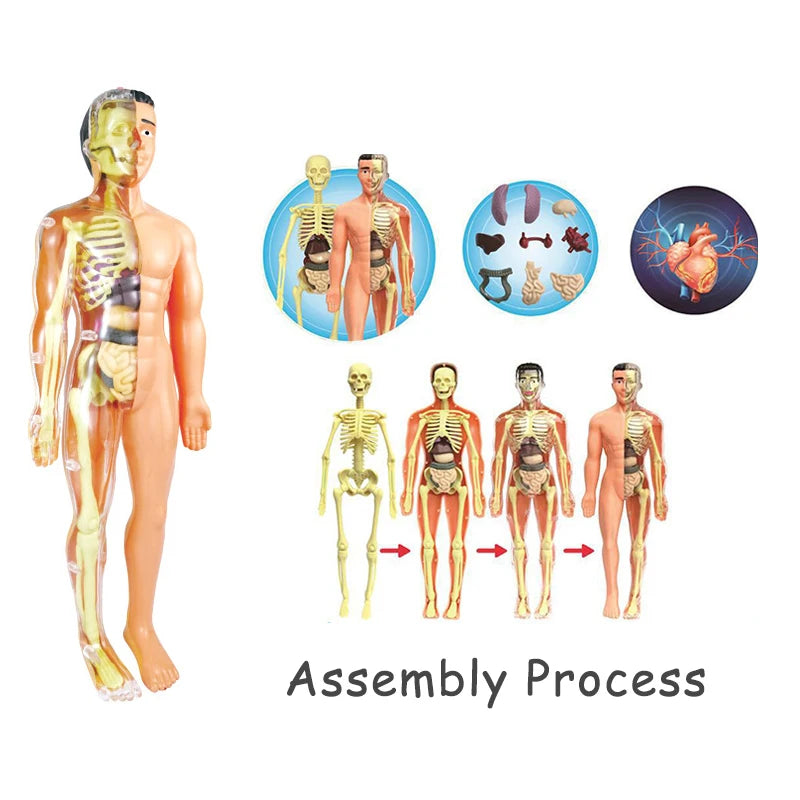Human Body Organ Model Kit – STEM Learning Toy for Children