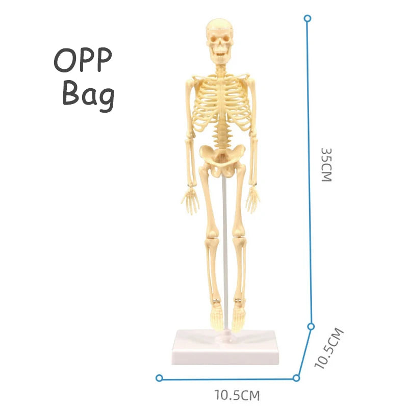 Human Body Organ Model Kit – STEM Learning Toy for Children